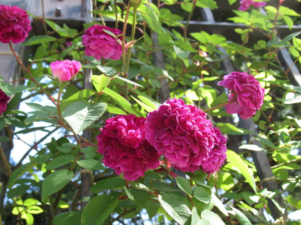 0508 ツルバラ.JPG