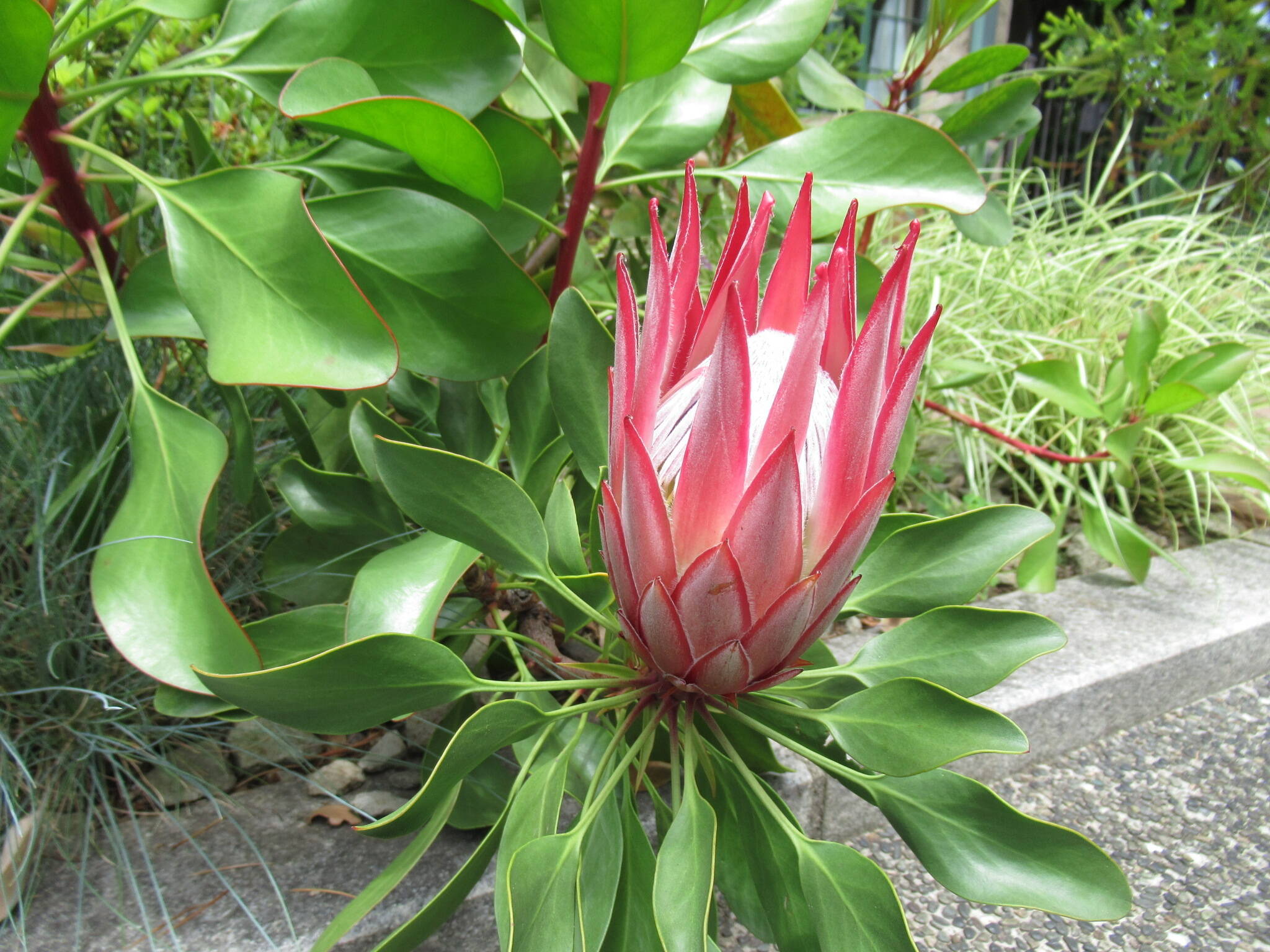 0524 キングプロテア.JPG