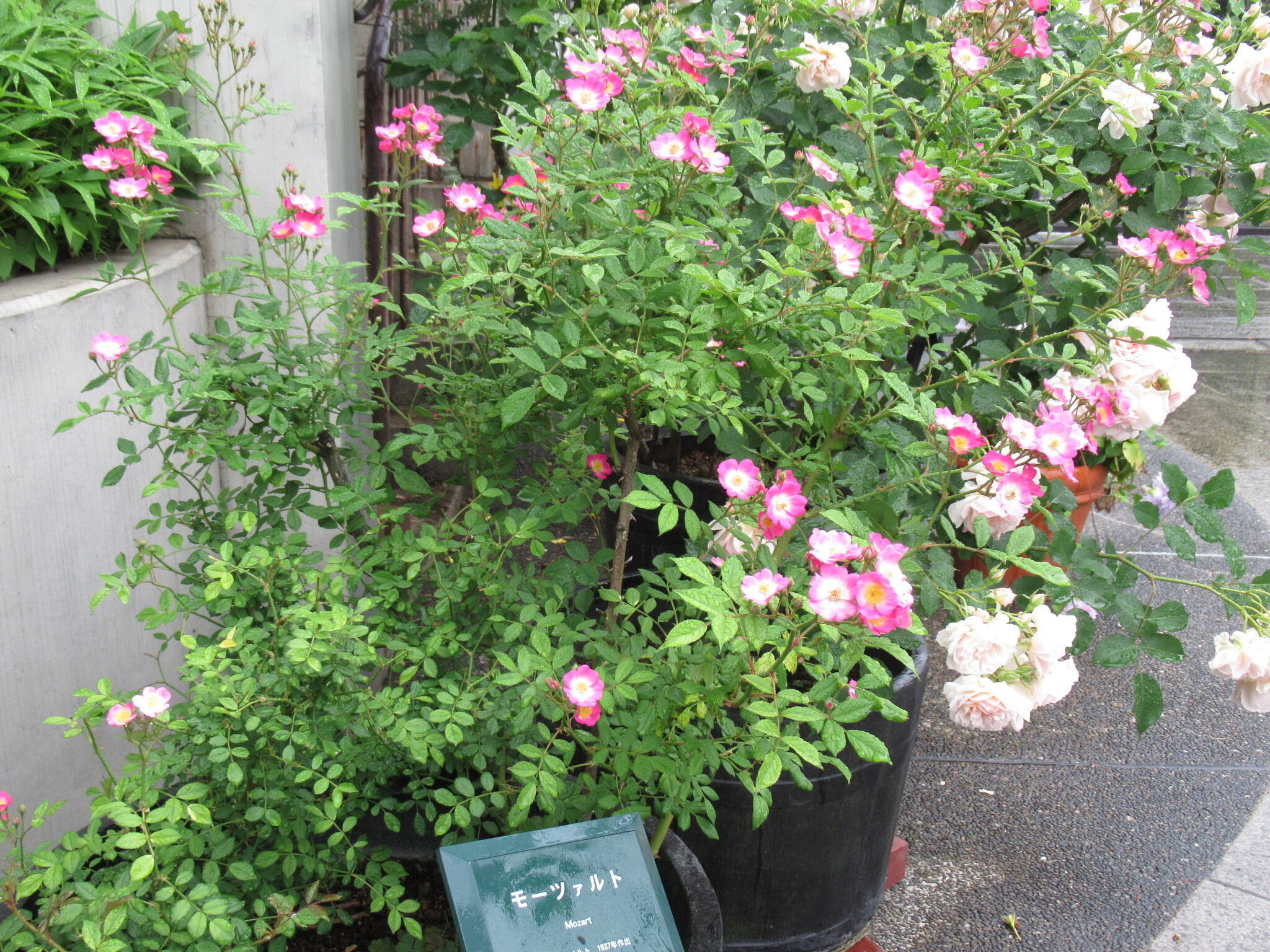 0518 モーツァルト.JPG