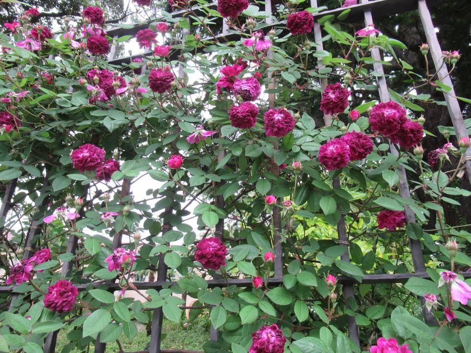 フェンス (1).JPG