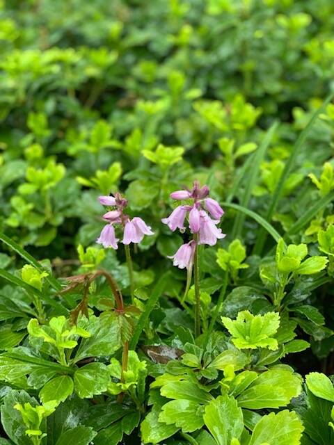 ツリガネスイセン (005).jpeg