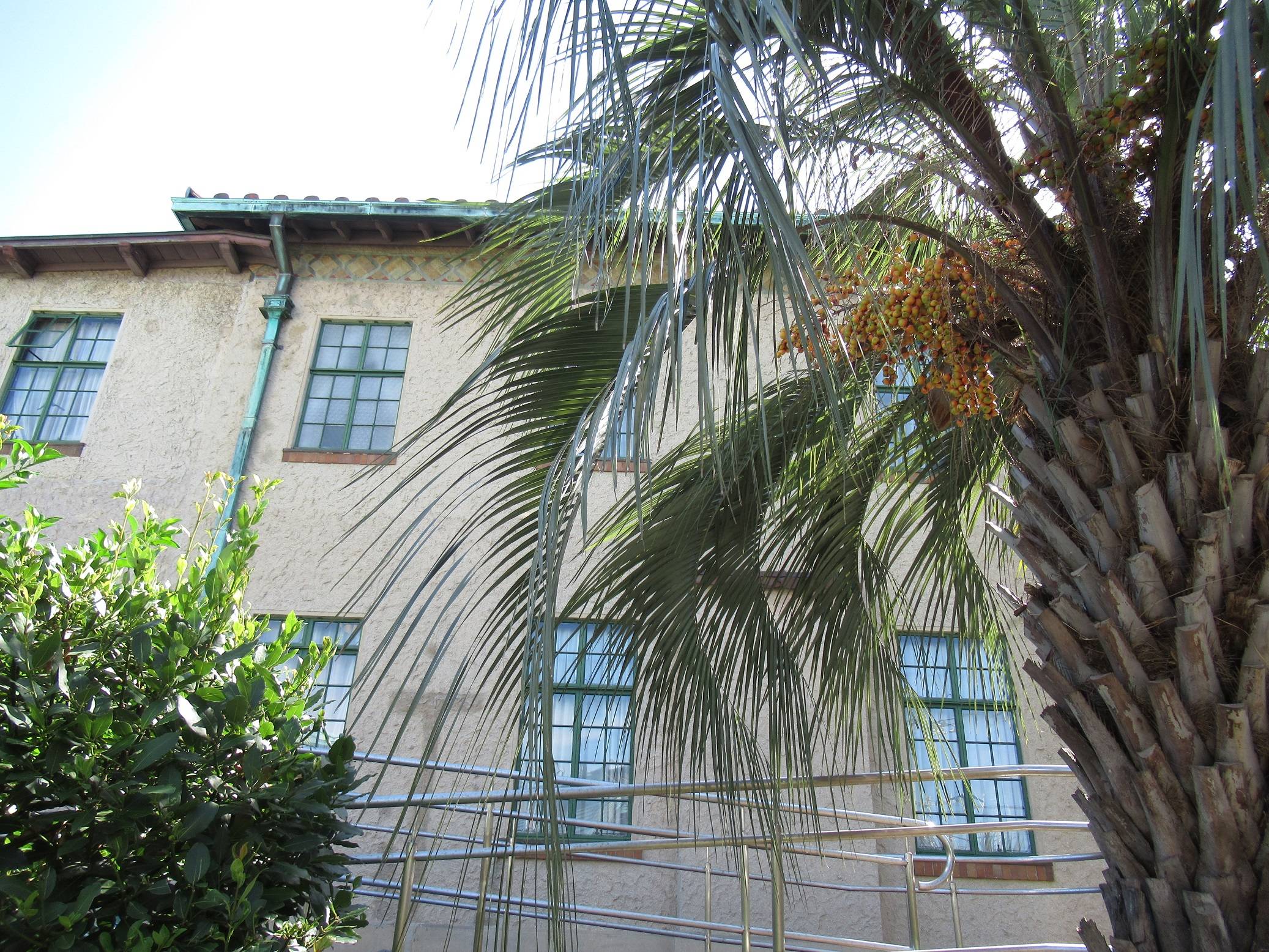 ナツメヤシ (2).JPG