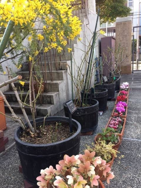 0221お庭の花 (1).JPG