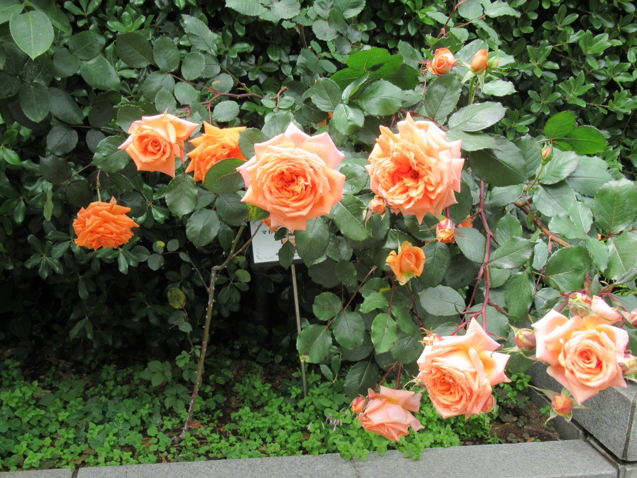 0516【ベーリック】 マドモアゼルマイコ.JPG