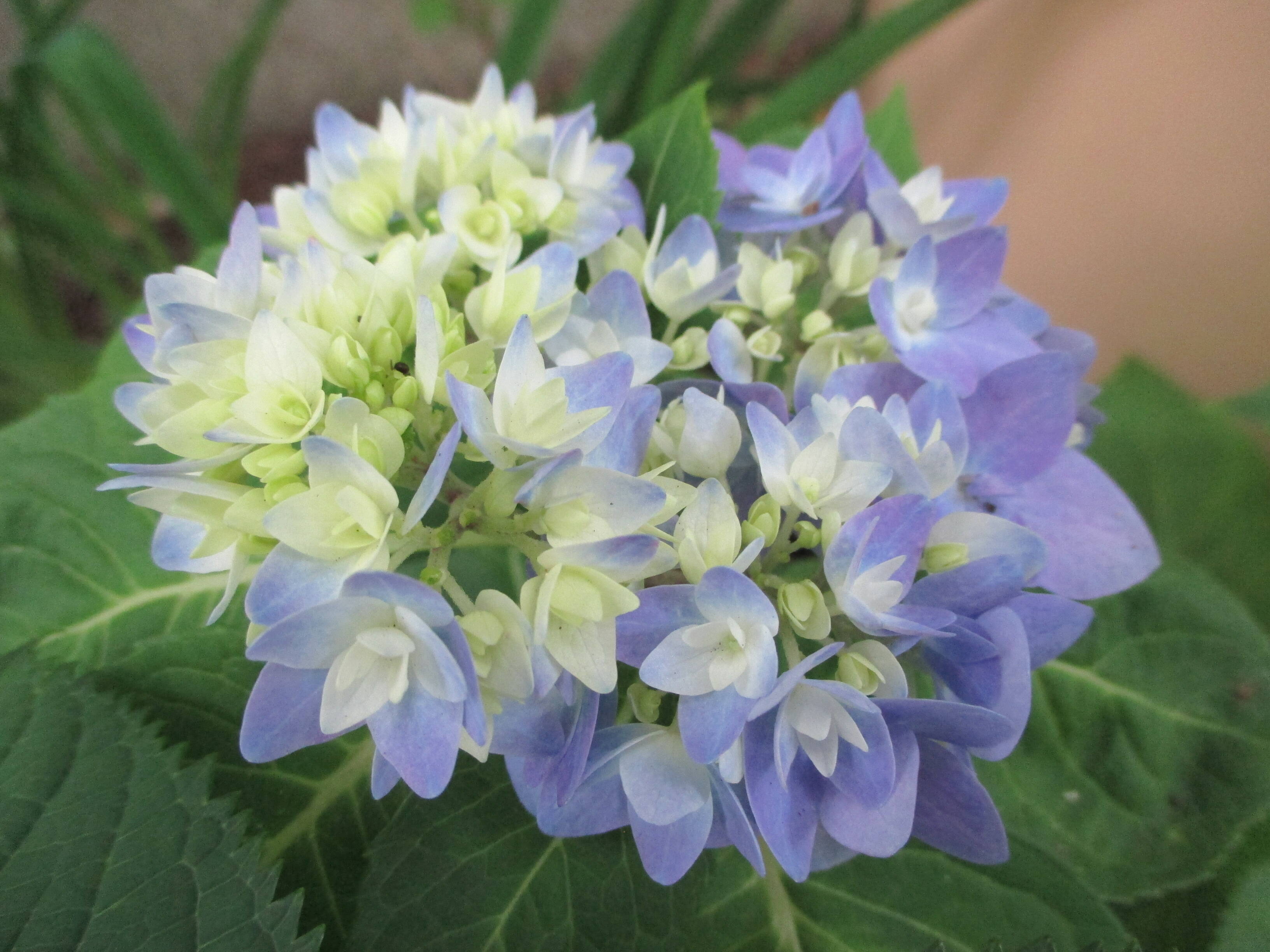 0505 234アジサイ.JPG