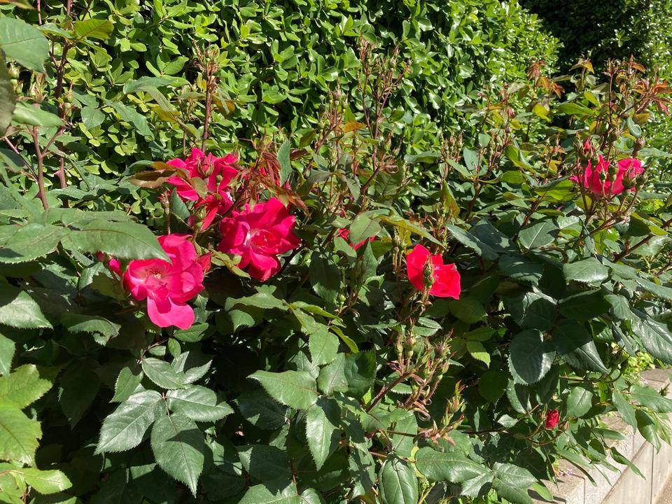 0427 ノックダウン.jpg