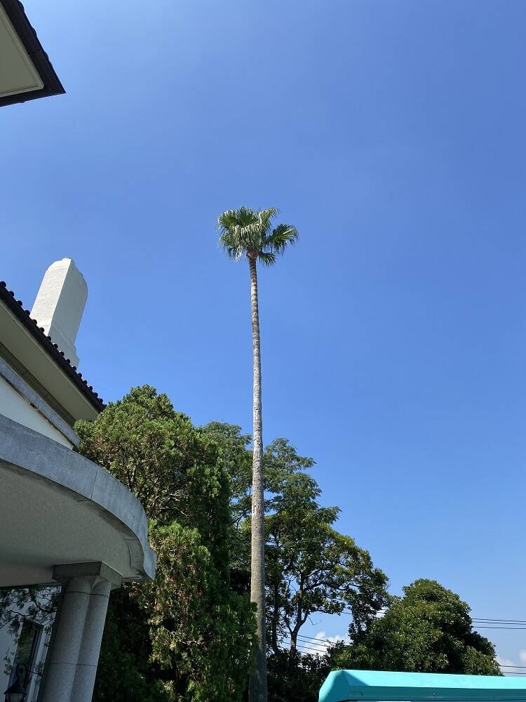 ワシントンヤシの剪定イギリス館R2-8-26 (21).JPG