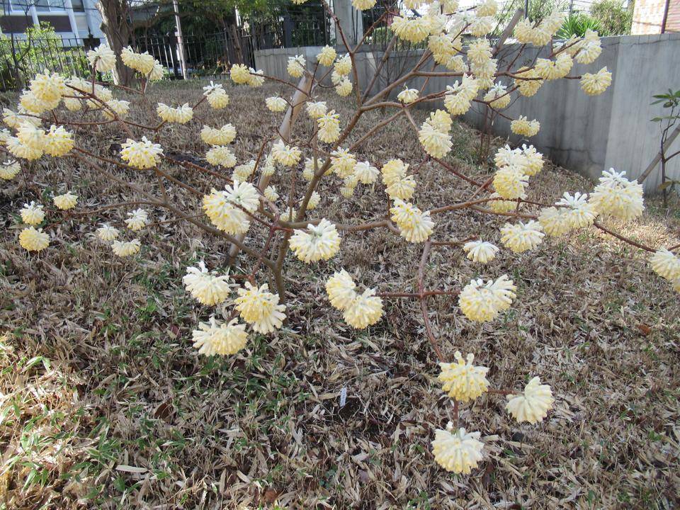 0320 ミツマタ.JPG