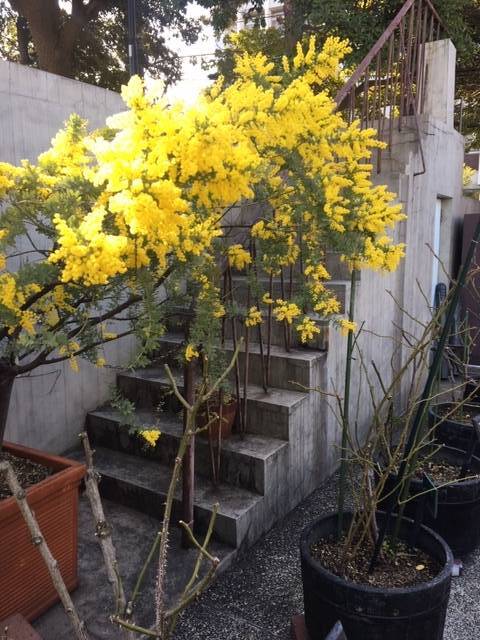 0221お庭の花 (2).JPG