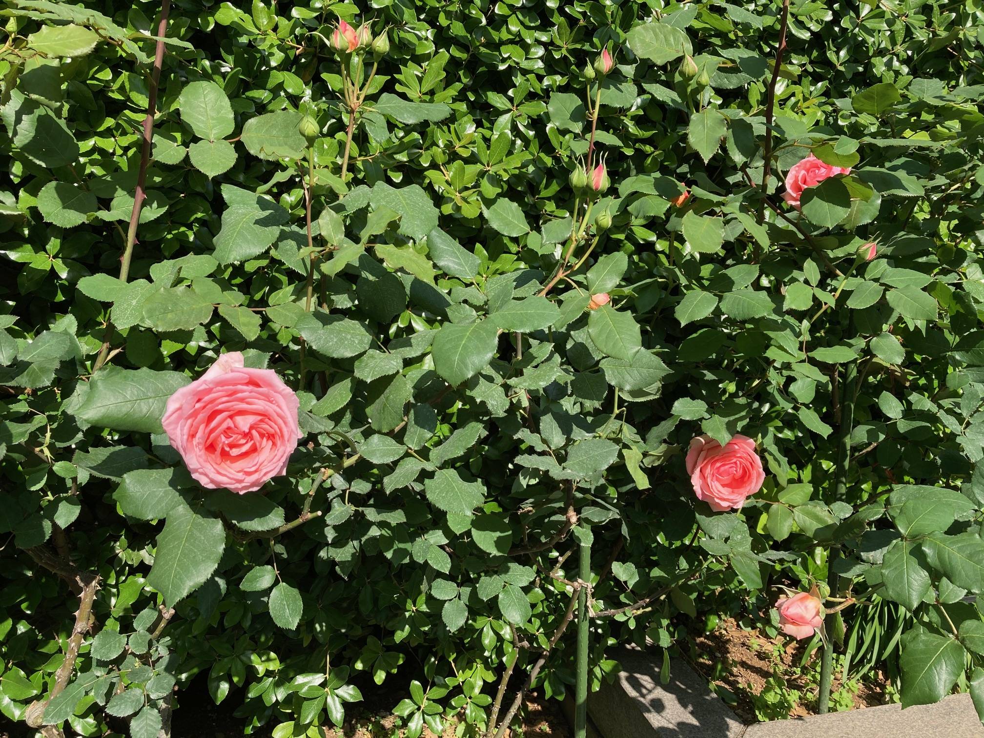 0427 ハマミライ.jpg