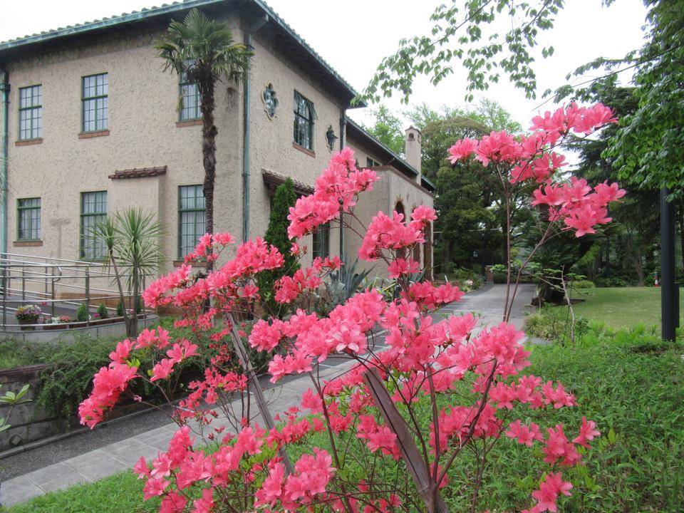 0418【ベーリック】 ヤマツツジ.JPG