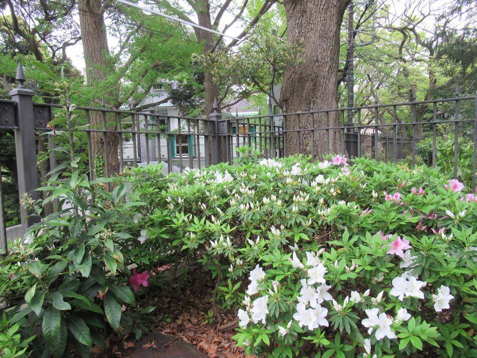 0418【ベーリック】 建物東側ツツジ.JPG