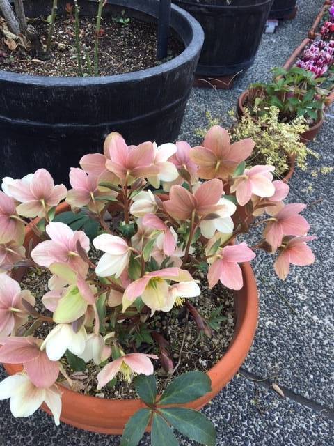 0221お庭の花 (3).JPG