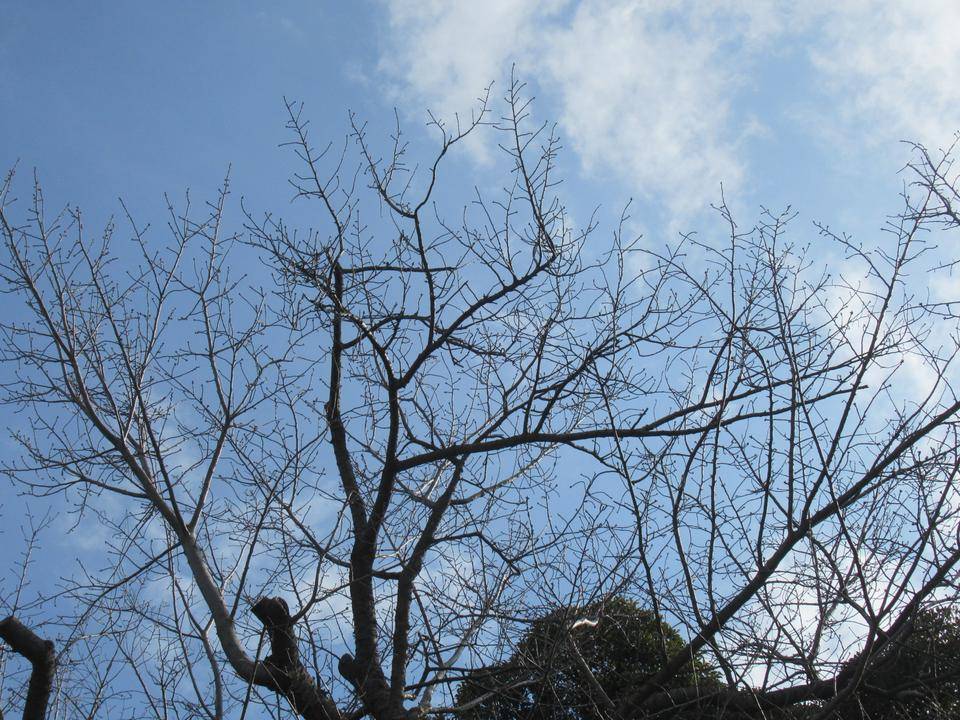 0304 オオシマザクラ.JPG