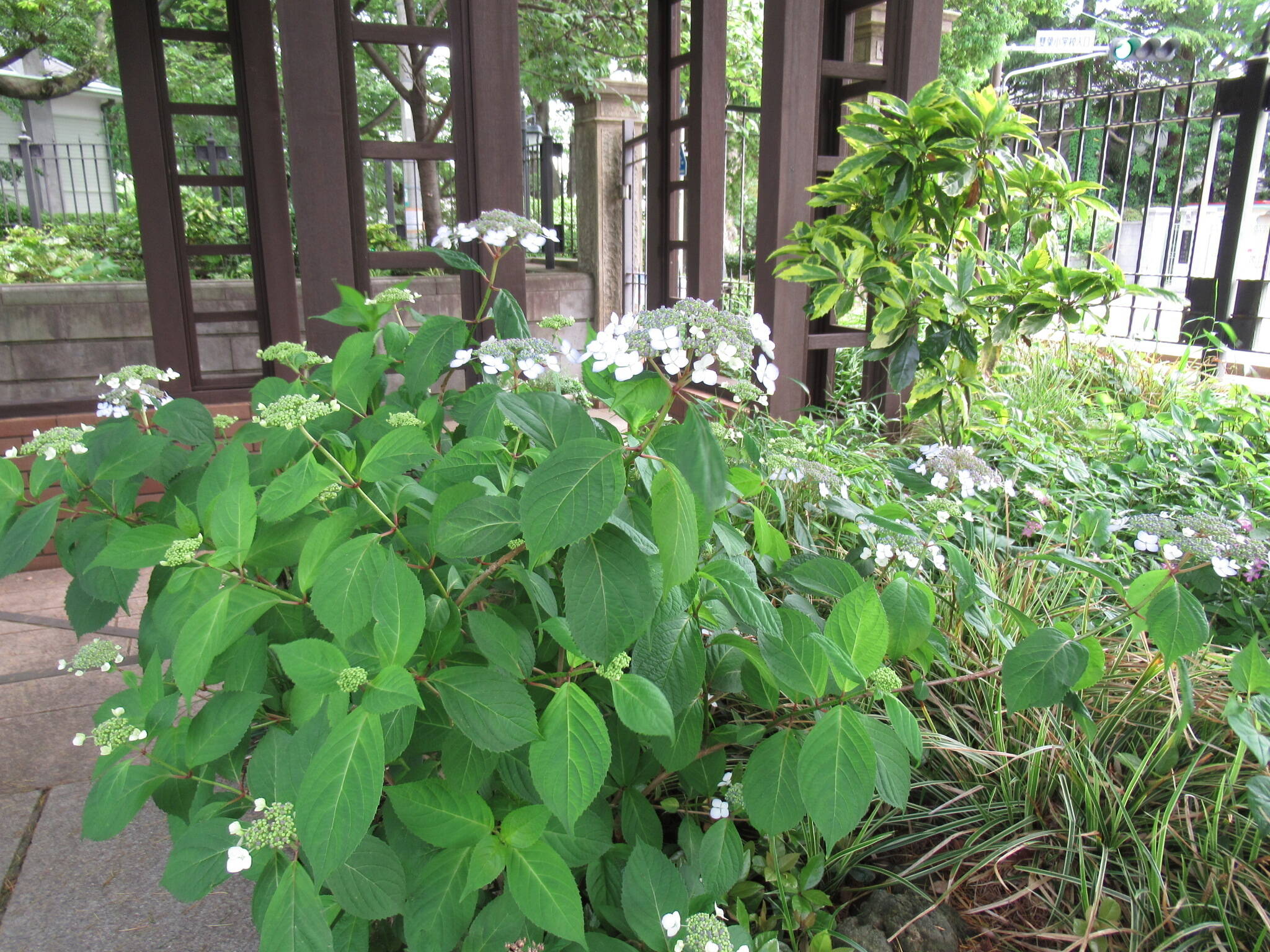 0524 ヤマアジサイ (1).JPG