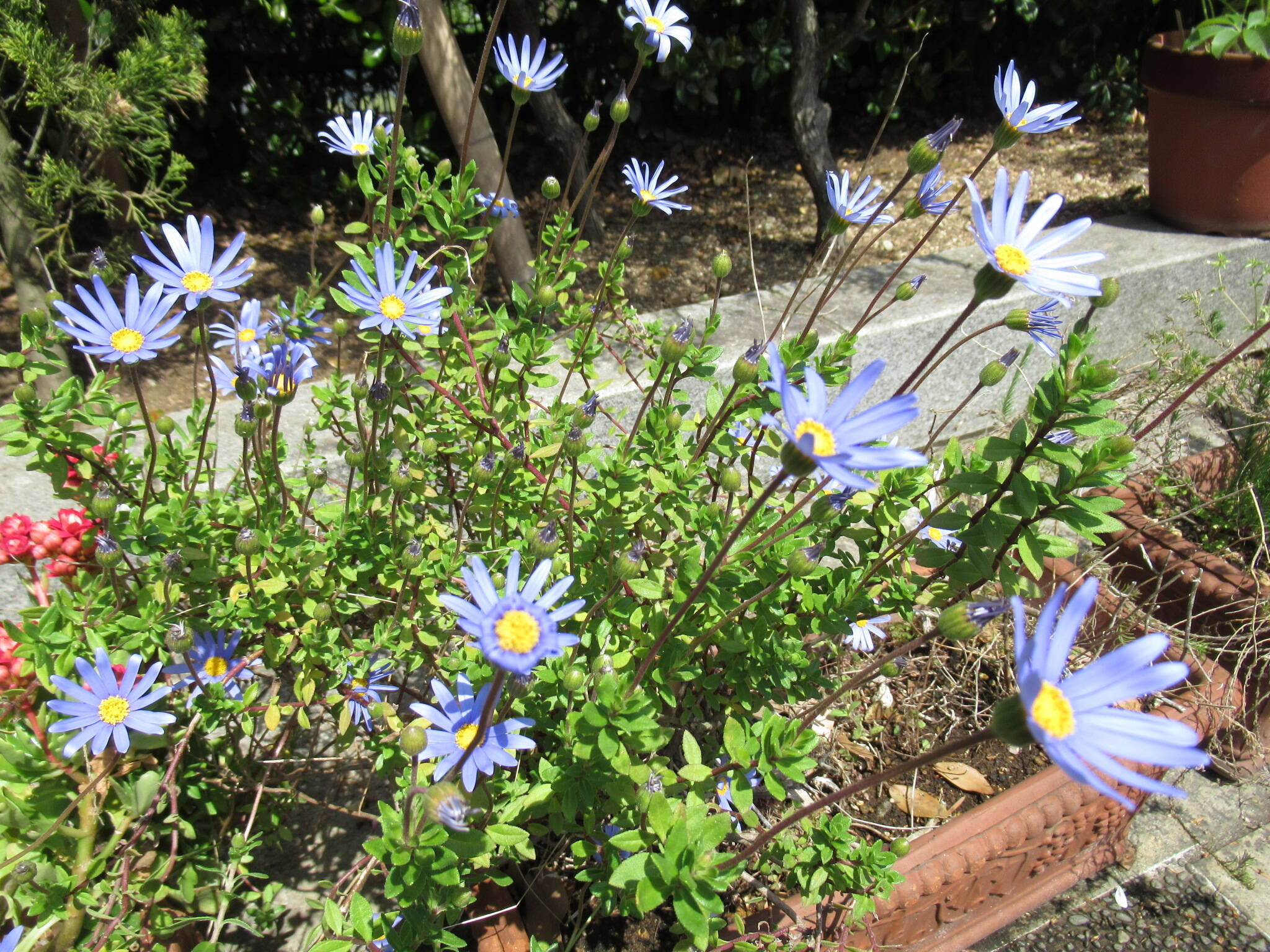 0410庭園の花 (4).JPG