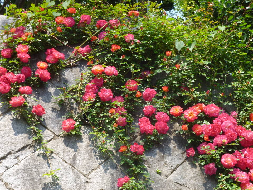 壁面のバラ.JPG