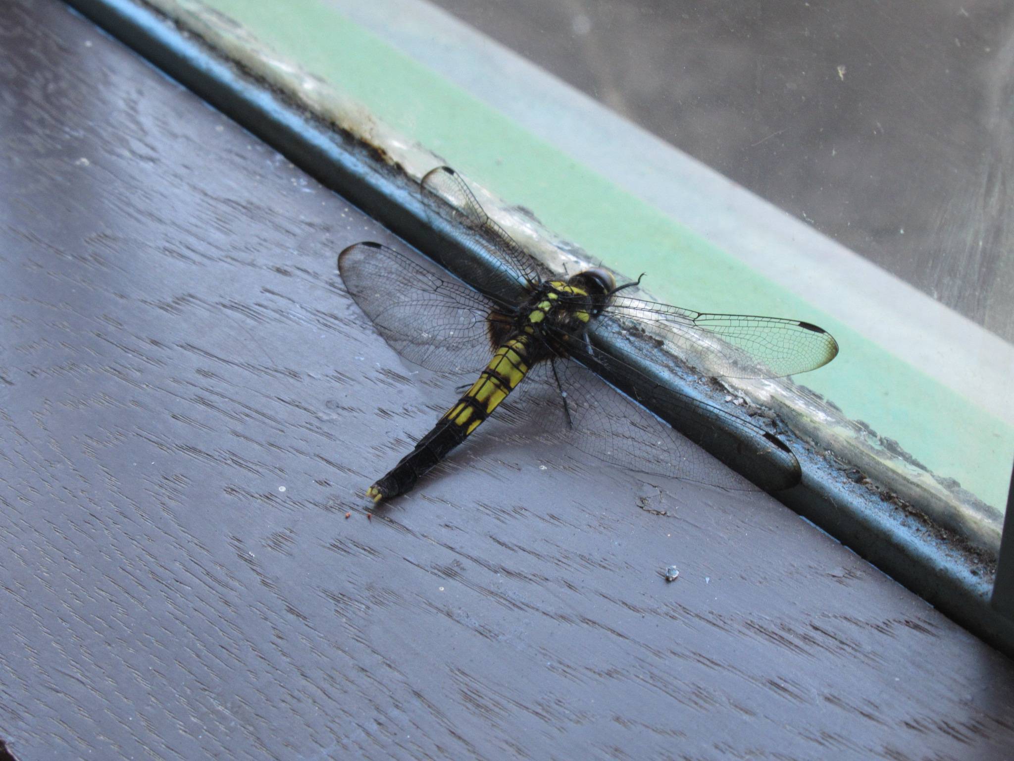 0722 トンボ１.JPG