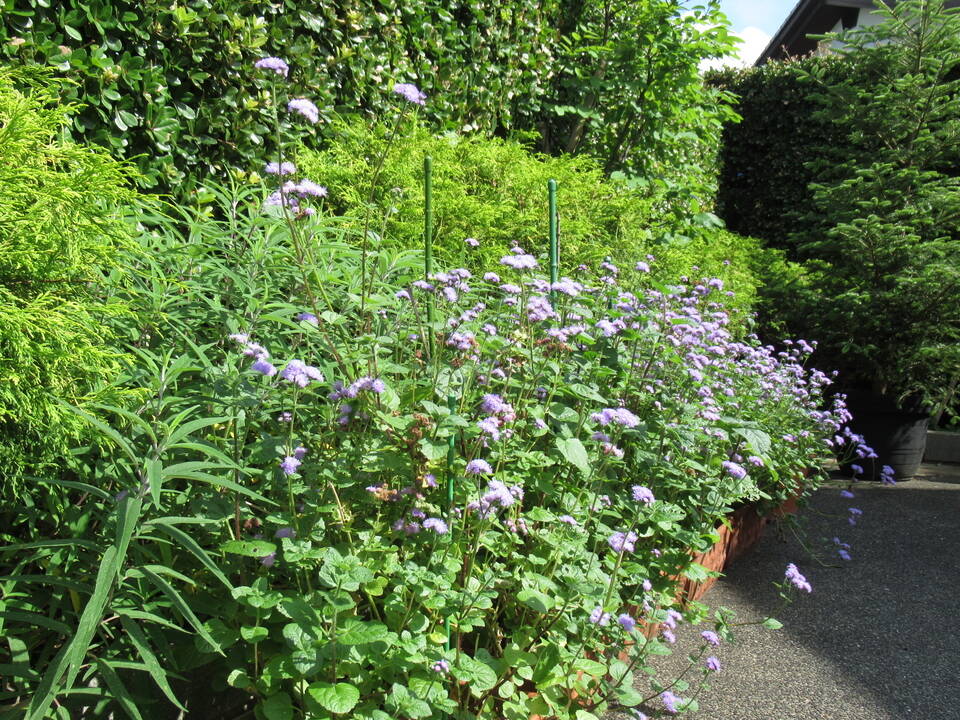 0802 アゲラータム.JPG