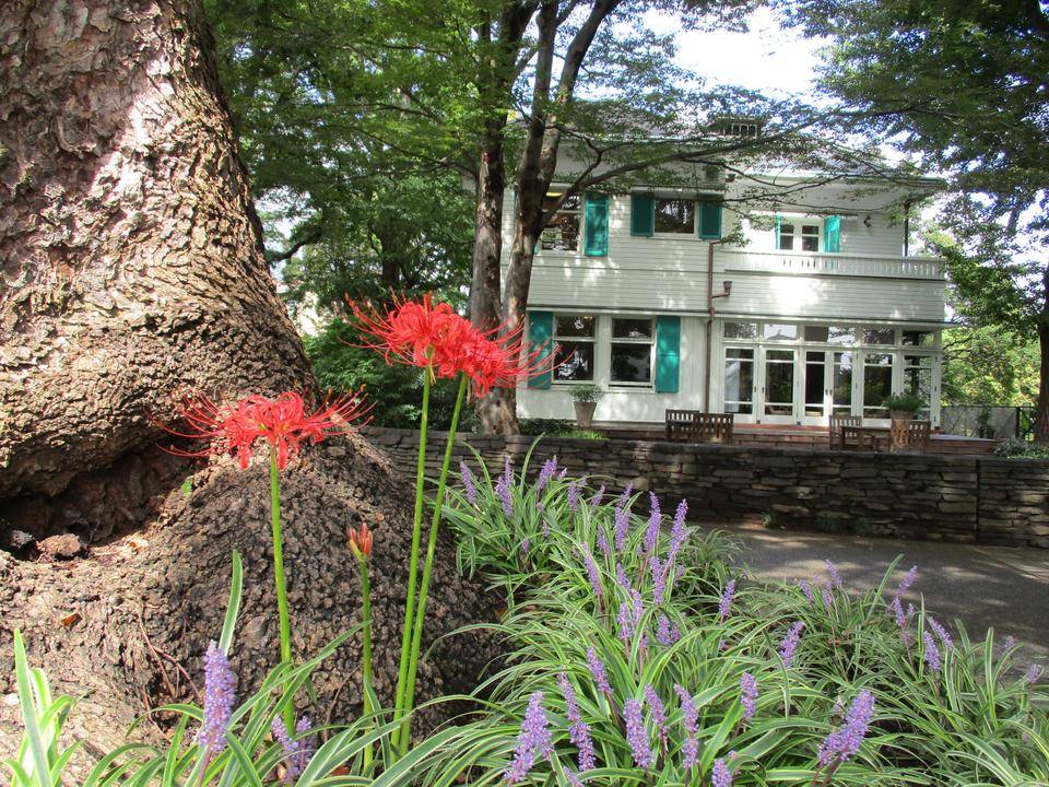 0915エリス　ヒガンバナ (2).JPG