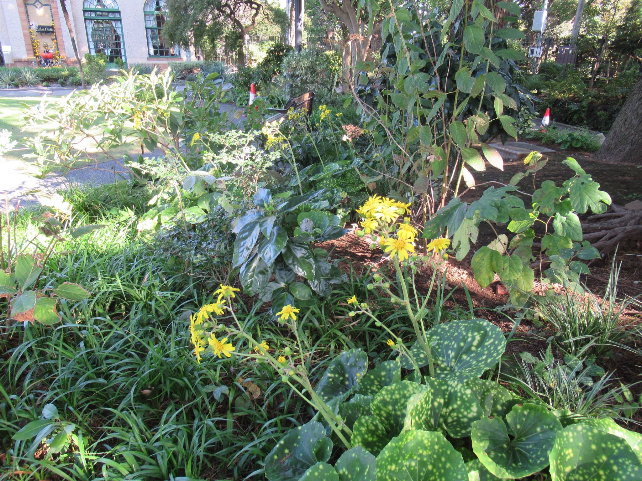 1030 ツワブキ.JPG