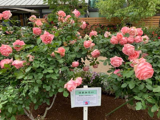 0515山手イタリア山手庭園のバラ (8).jpg