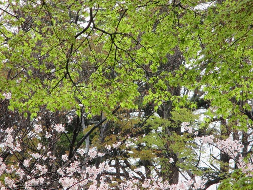 山手234番館・桜と共にモミジの花.JPG