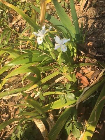 0305イタリア山 (1).JPG