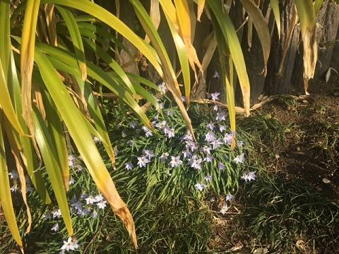 0305イタリア山 (4).JPG