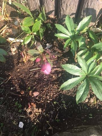 0305イタリア山 (3).JPG