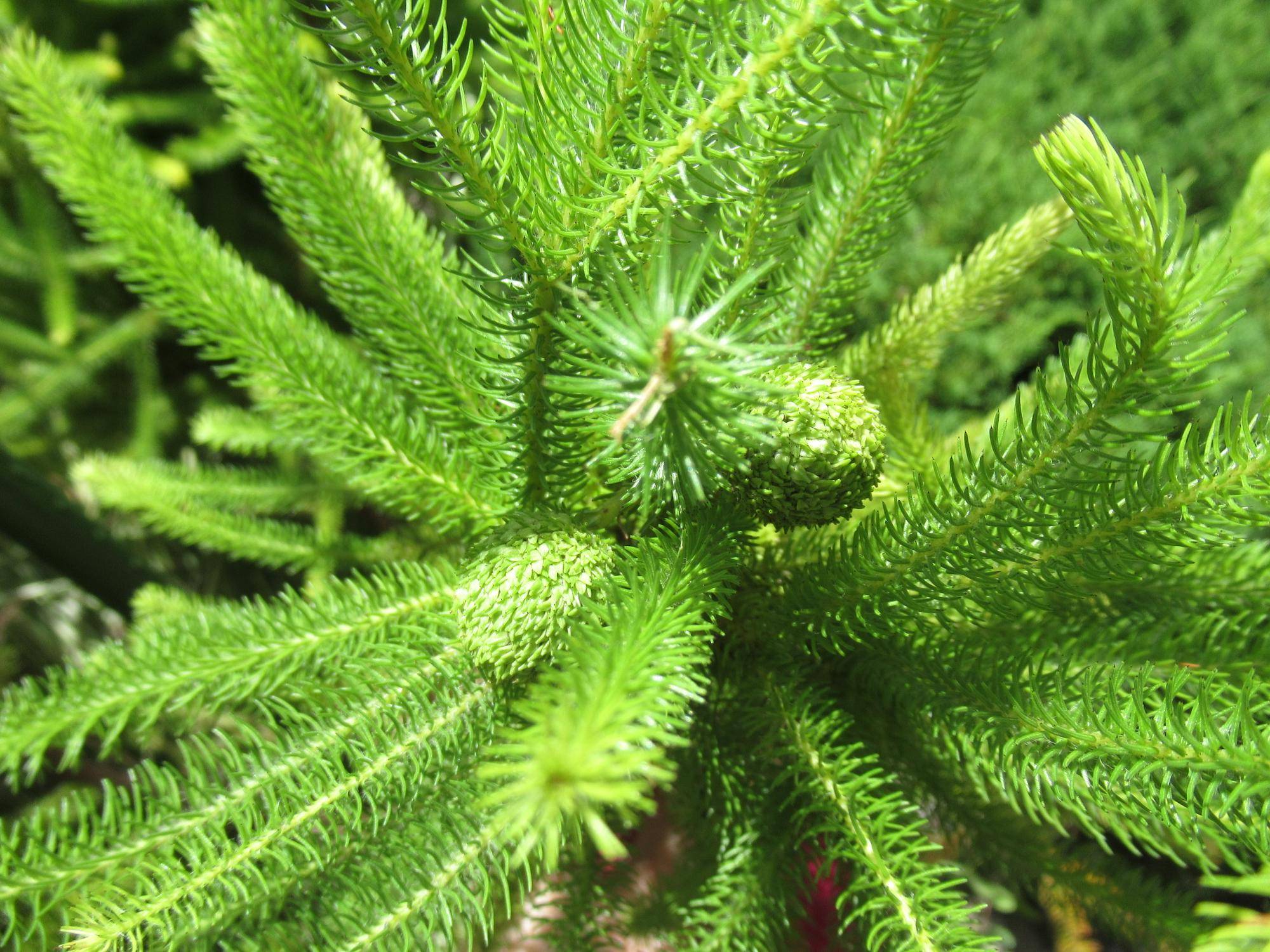 0902【ベーリック】 バーゼリアの実.JPG