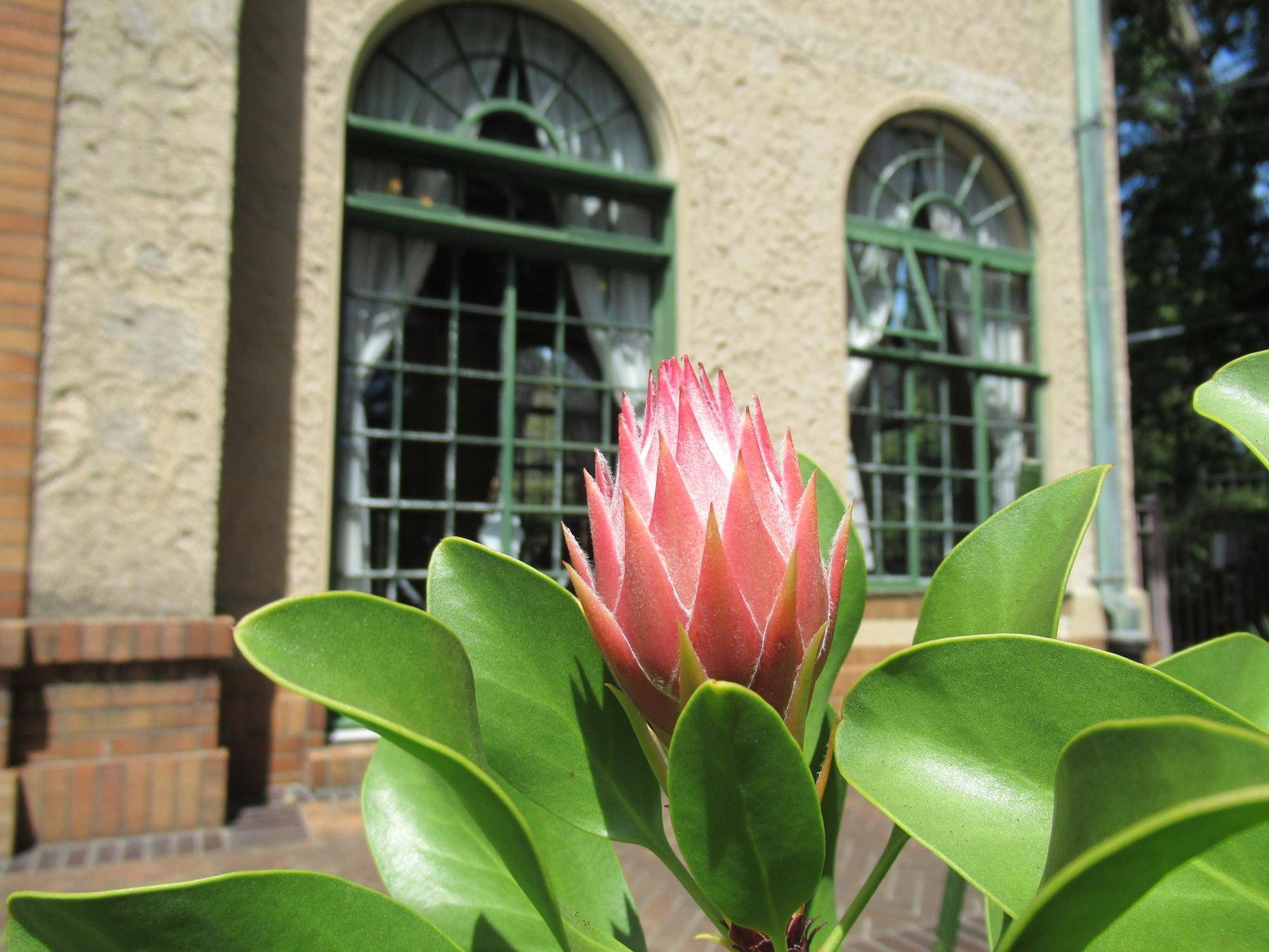 0902【ベーリック】 キングプロテア.JPG