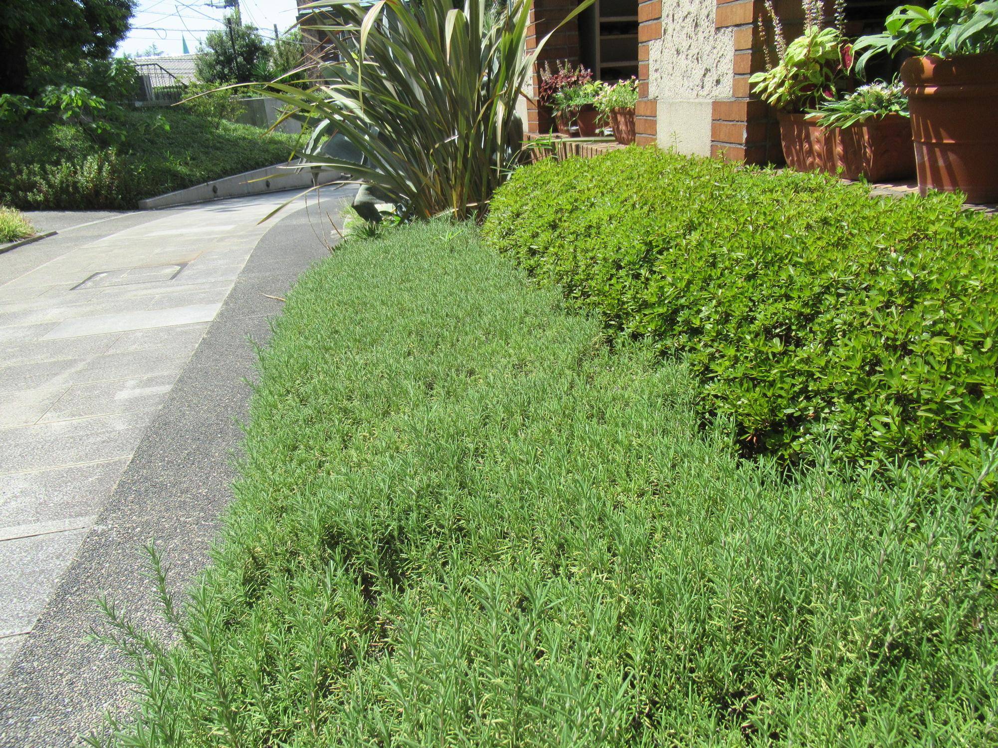 0902【ベーリック】 ローズマリー.JPG