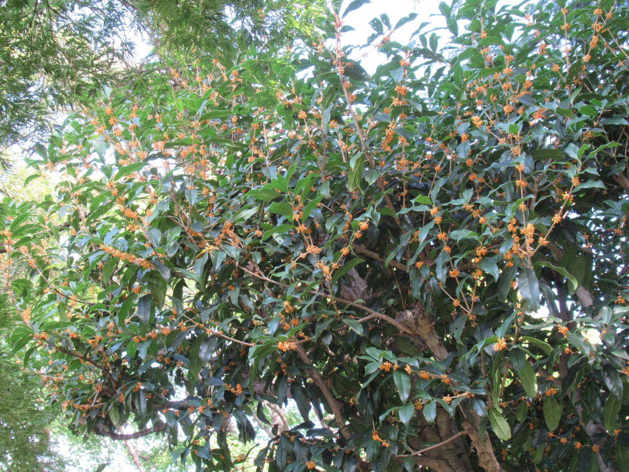 1013【ベーリック】 キンモクセイ (2).JPG