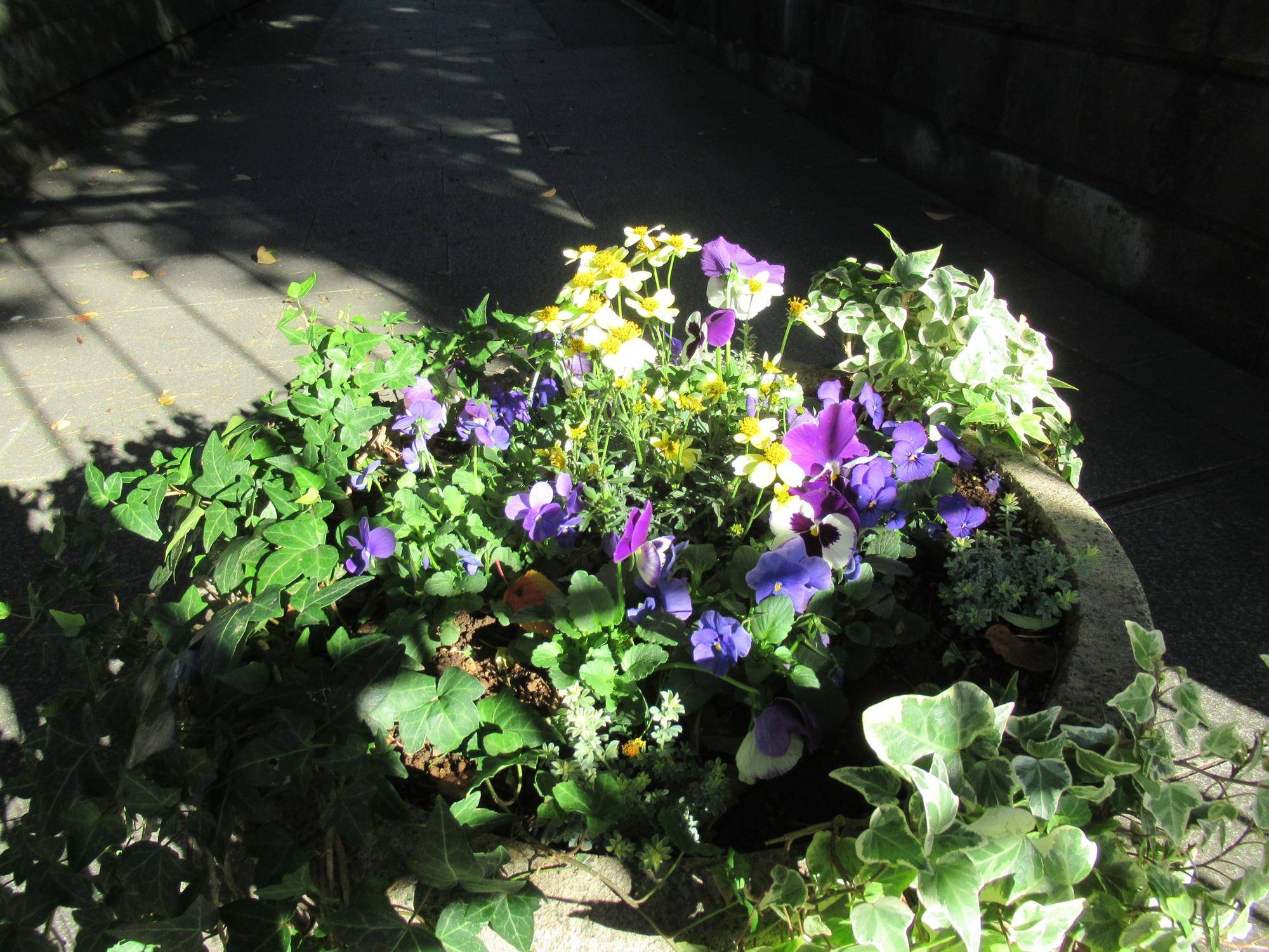 1119花苗植替え (3).JPG