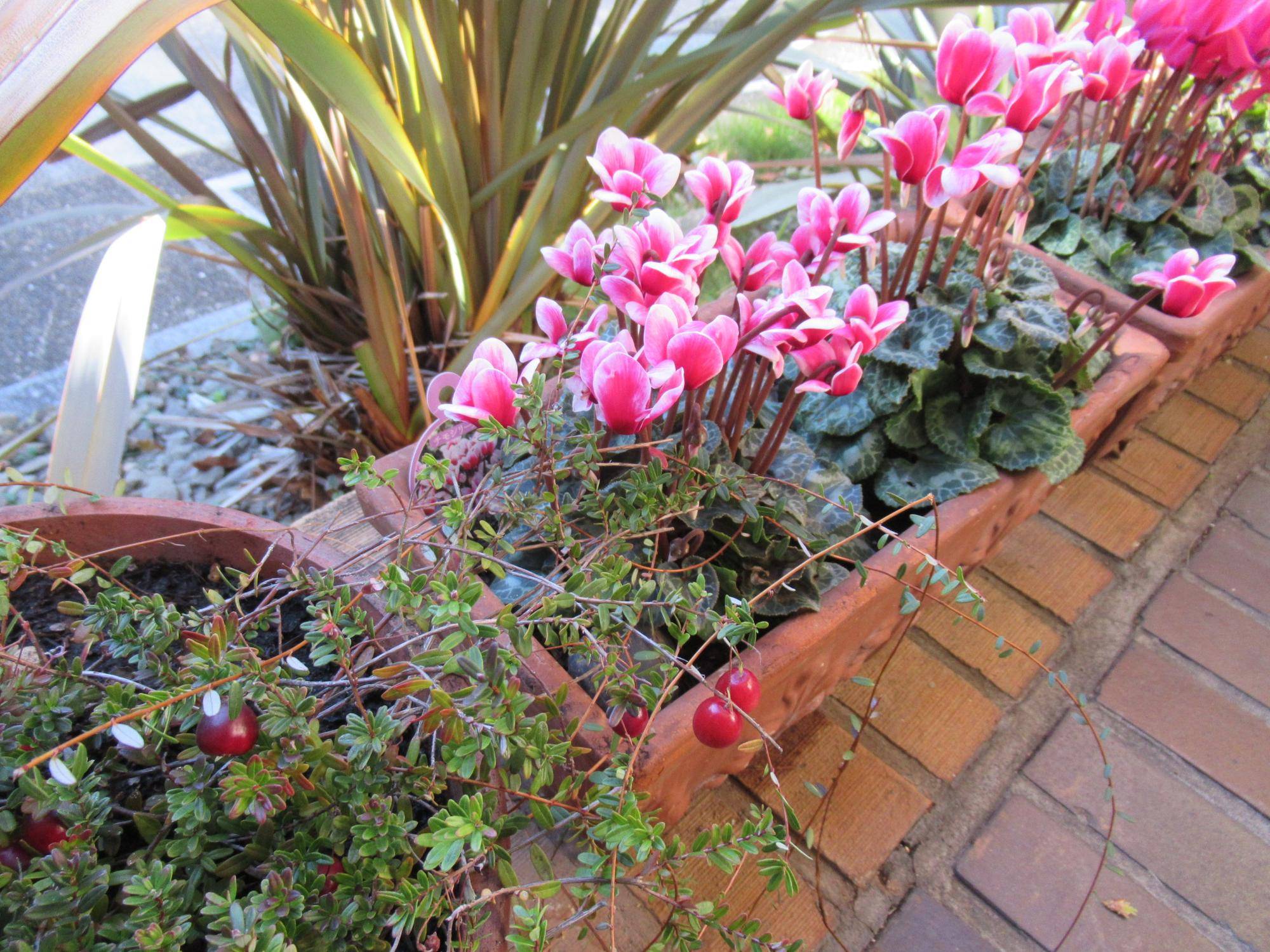 1119花苗植替え (2).JPG