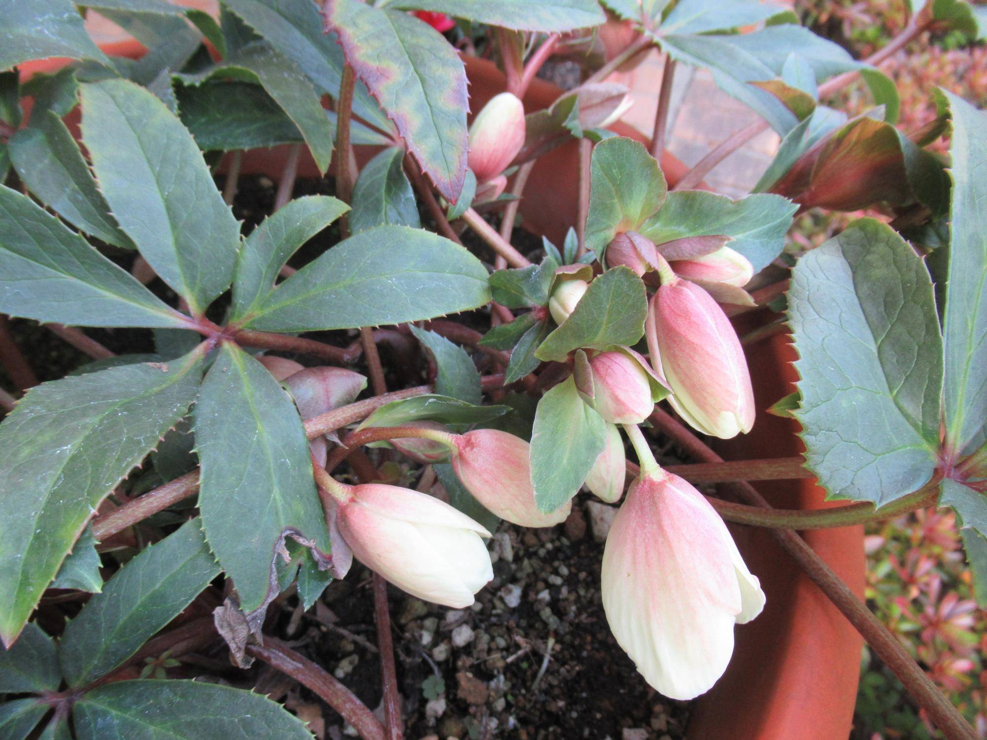 0129【ベーリック】 クリスマスローズ.JPG