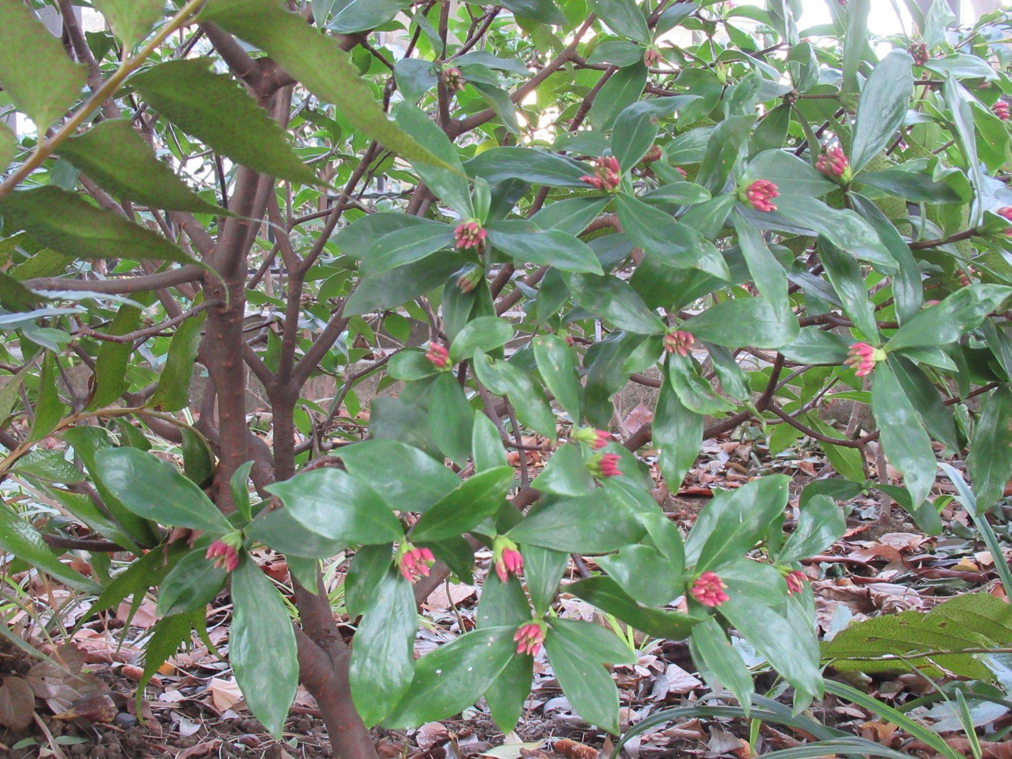 0129【ベーリック】 ジンチョウゲ.JPG