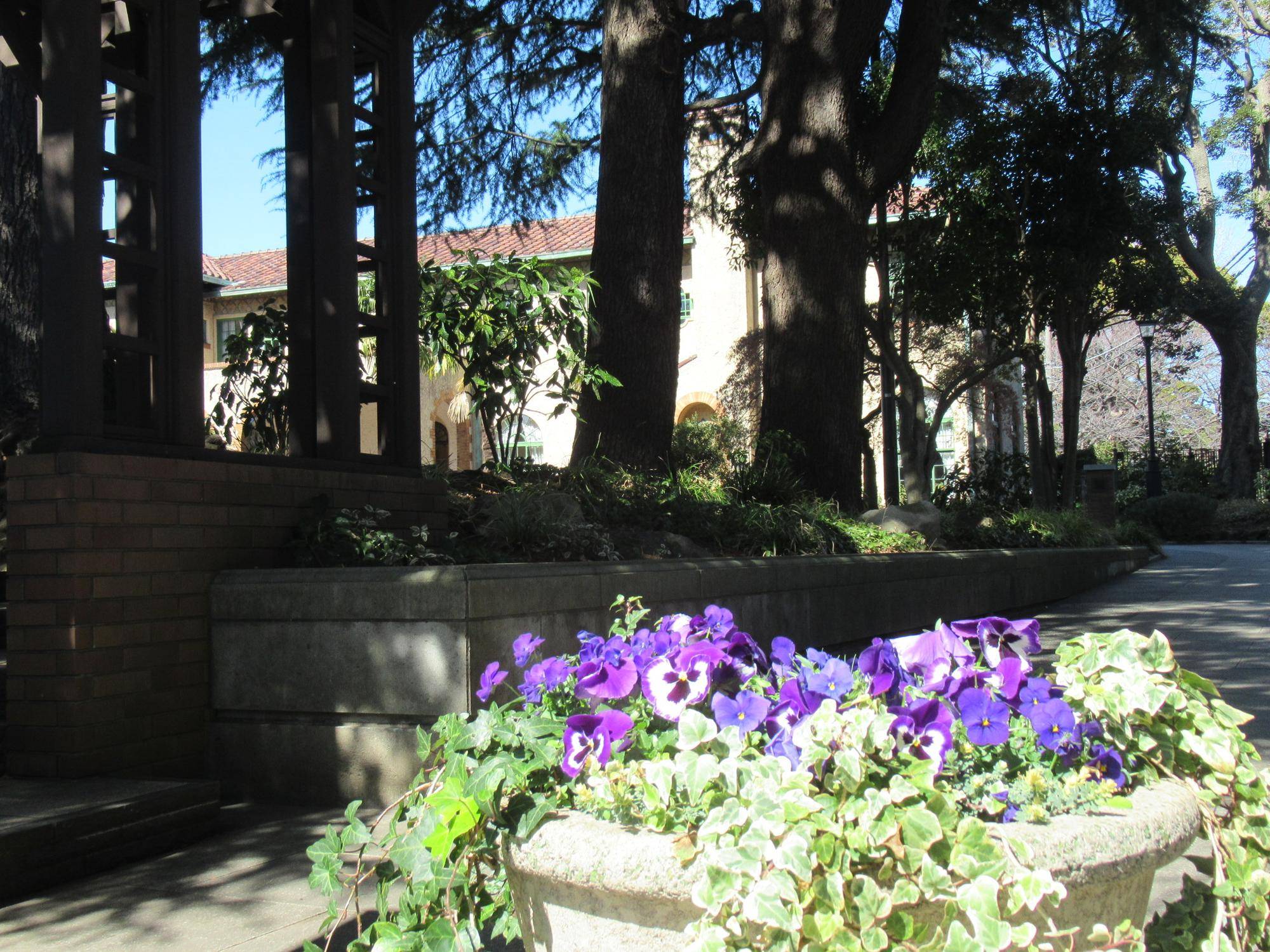 0208【ベーリック】庭園の様子 (パンジーヴィオラ).JPG