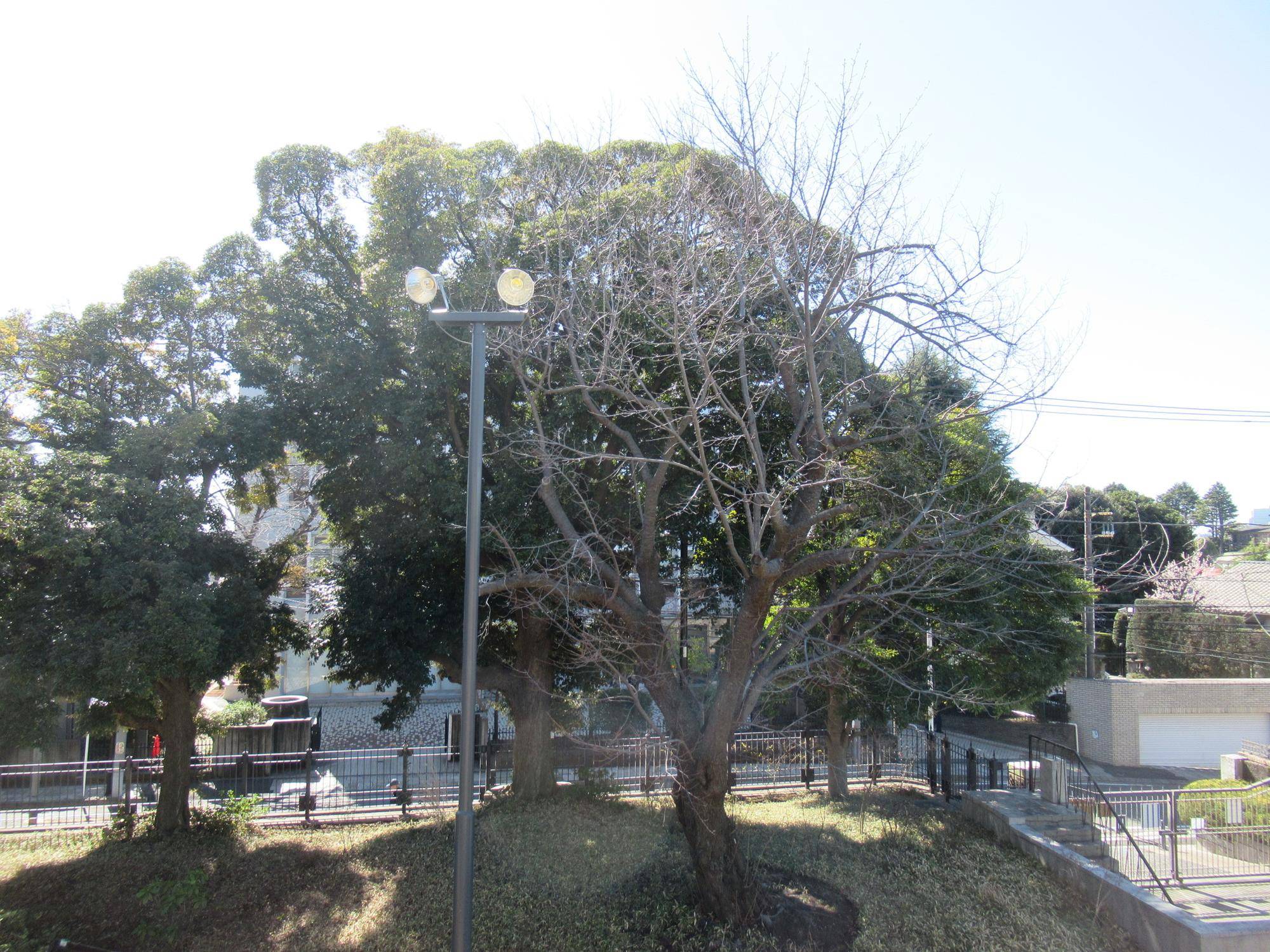 0228【ベーリック】 オオシマザクラ) (2).JPG