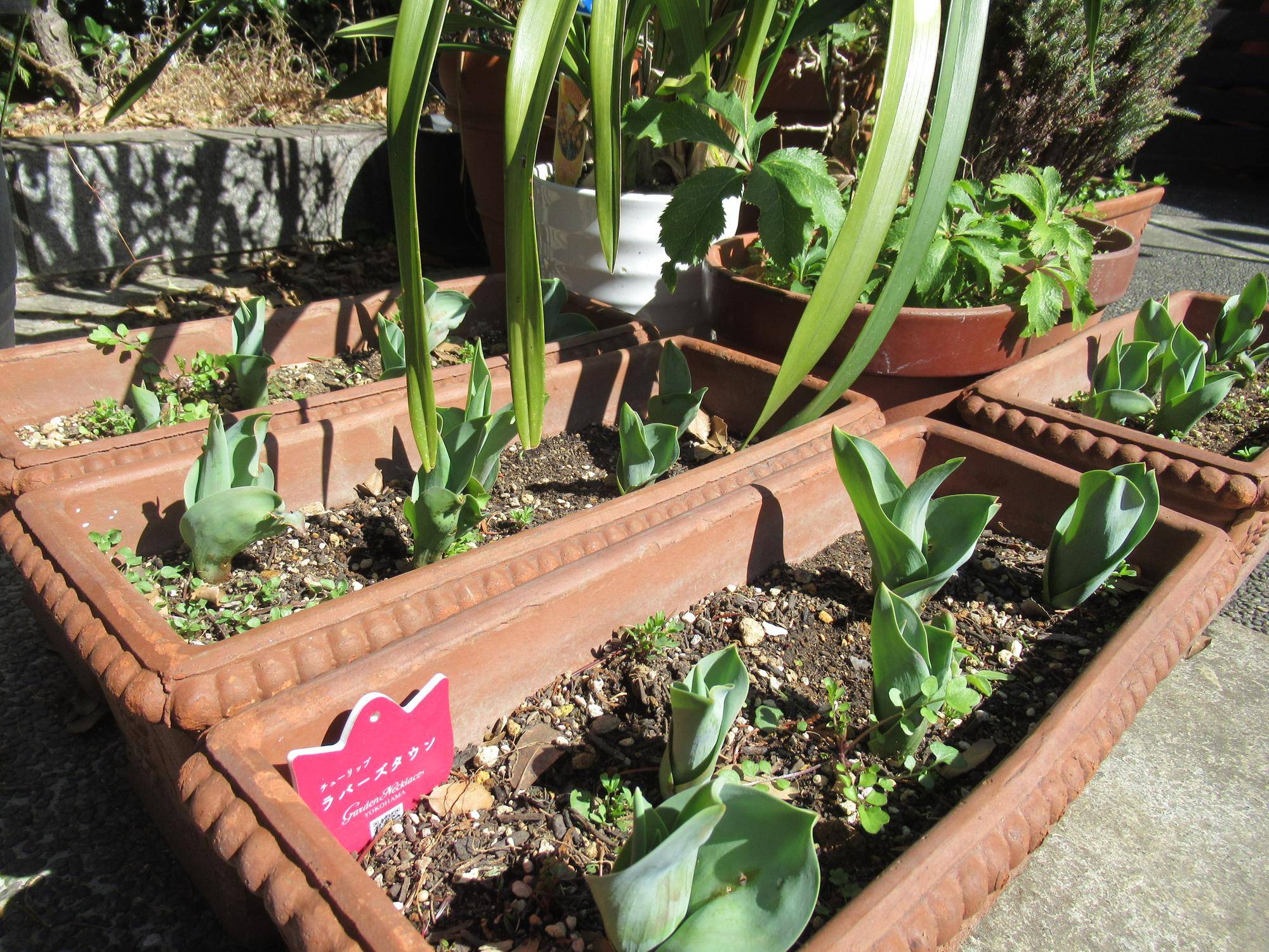 0208【ベーリック】庭園の様子 (ラバーズタウン).JPG