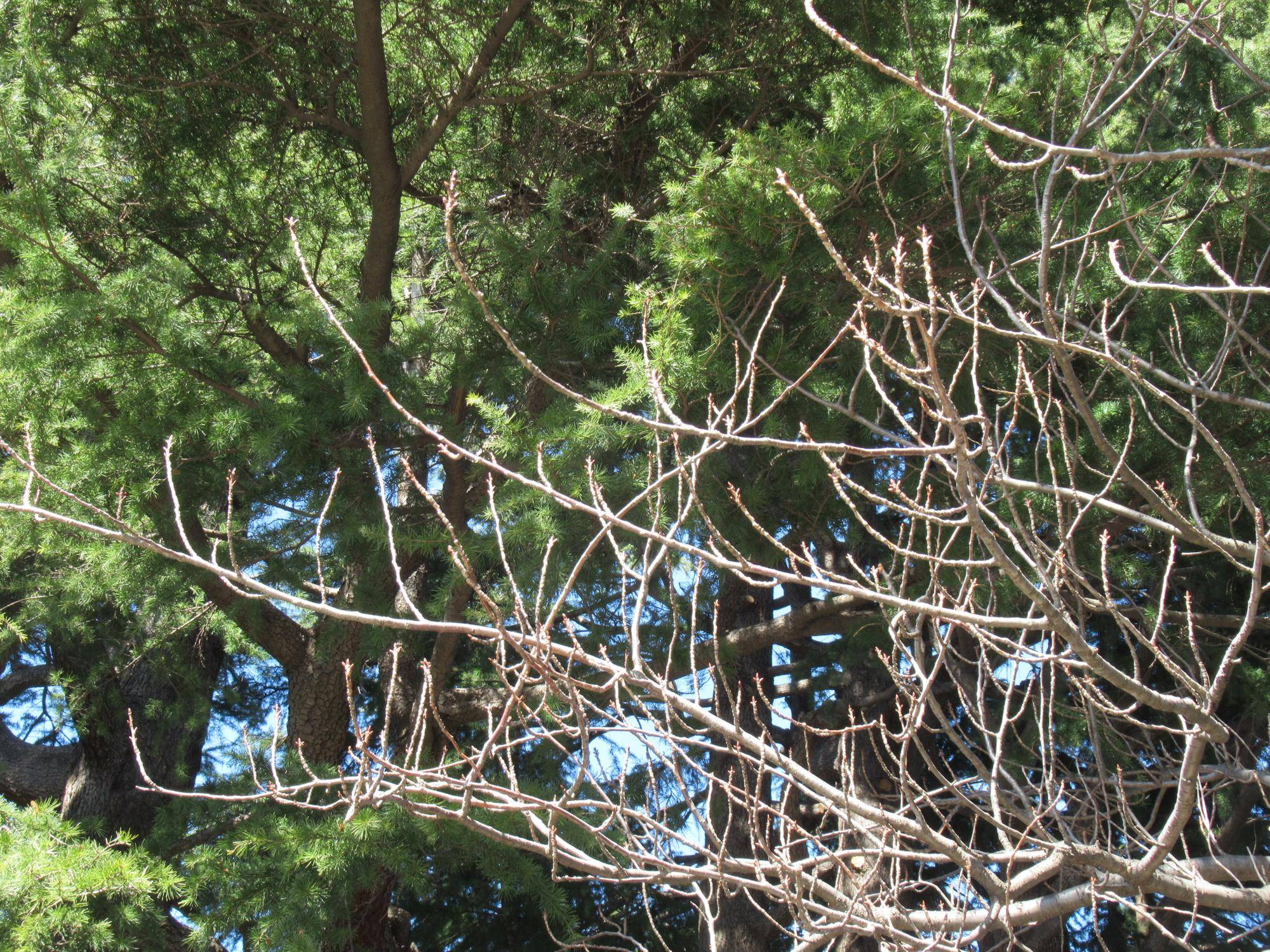 0228【ベーリック】 ヤエザクラ (1).JPG