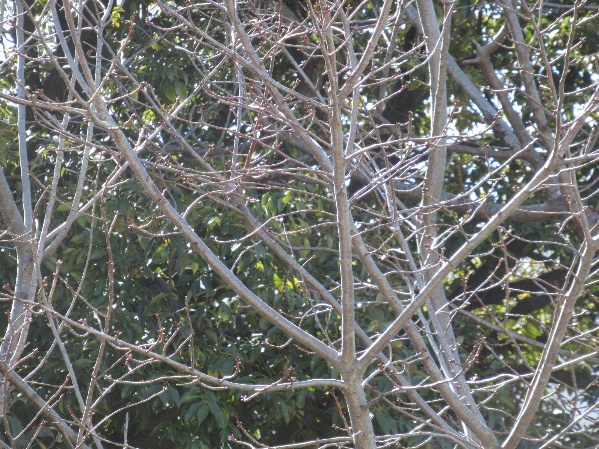 0228【ベーリック】 オオシマザクラ) (1).JPG