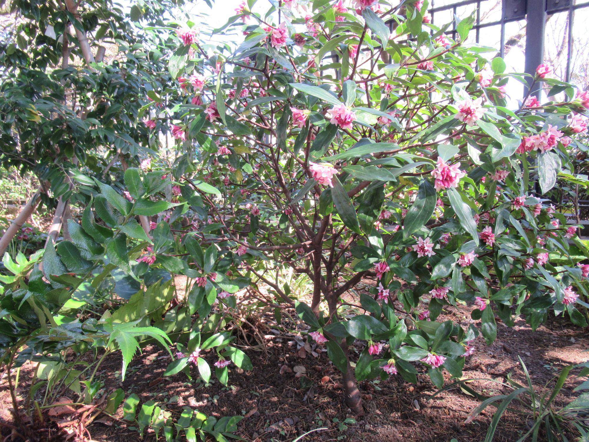 0208【ベーリック】庭園の様子 (ジンチョウゲ).JPG