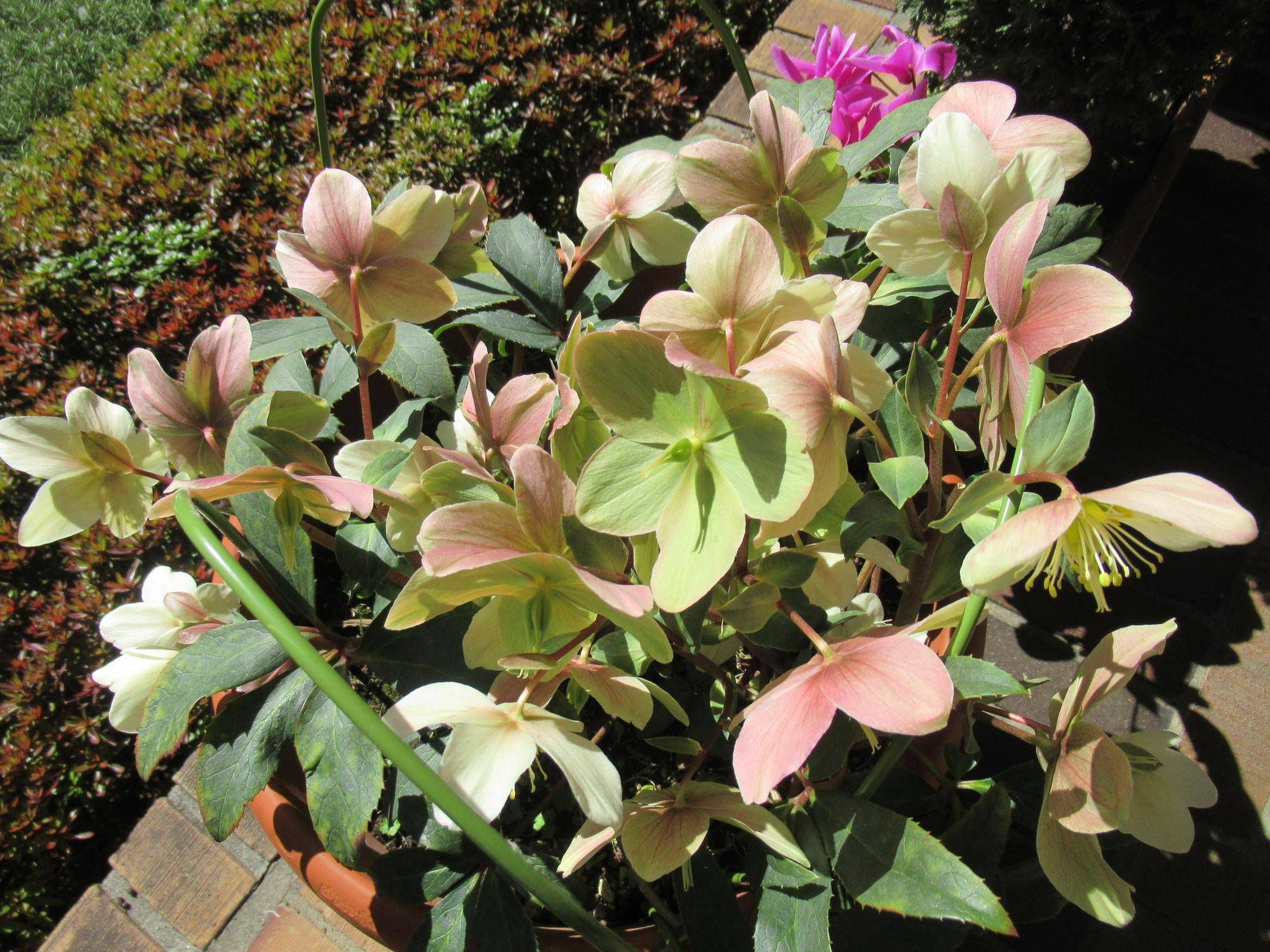 0208【ベーリック】庭園の様子 (クリスマスローズ）.JPG