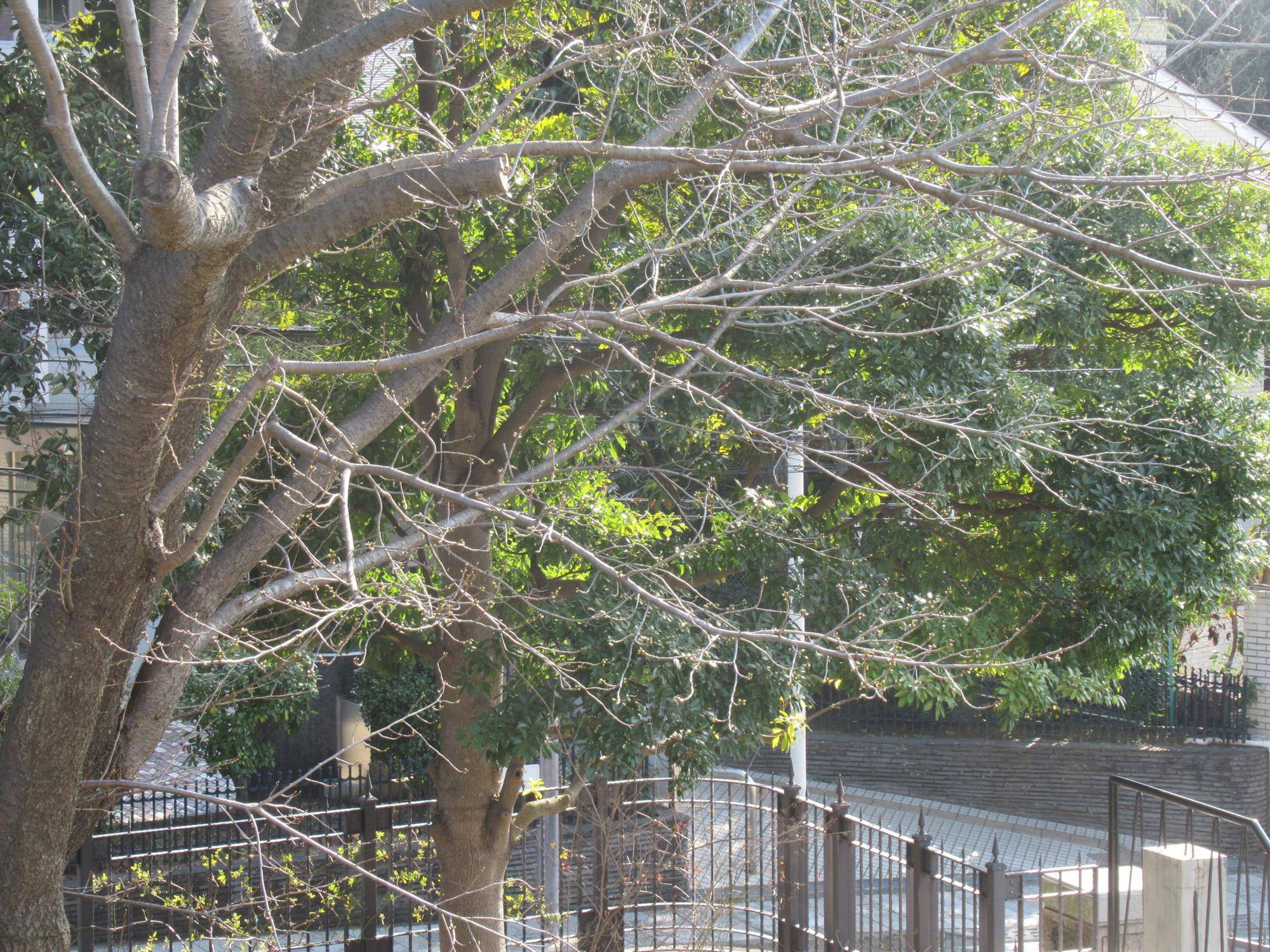 0317 【ベーリック】オオシマザクラ (2).JPG