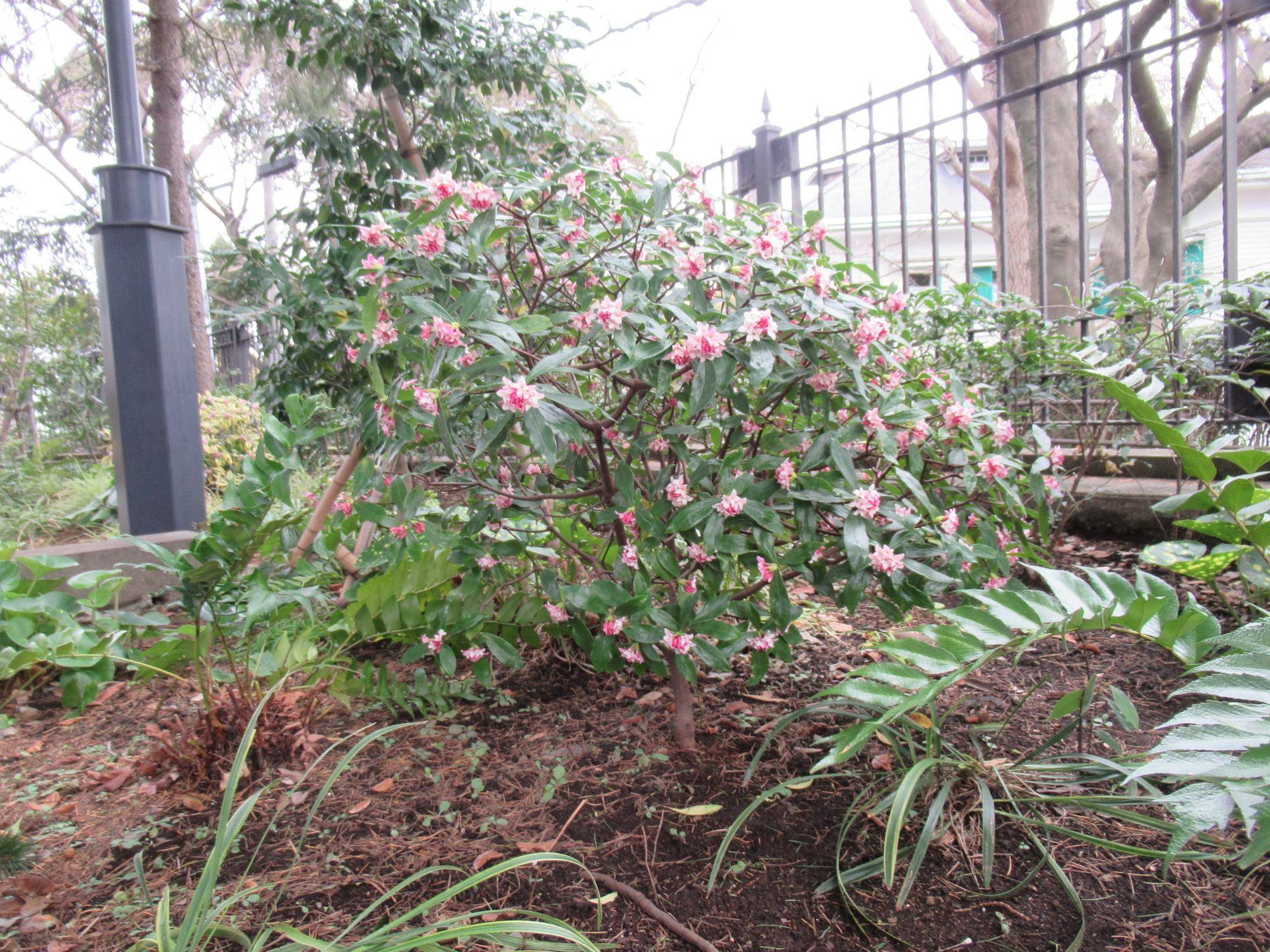 【ベーリック】 ジンチョウゲ（ピング）.JPG