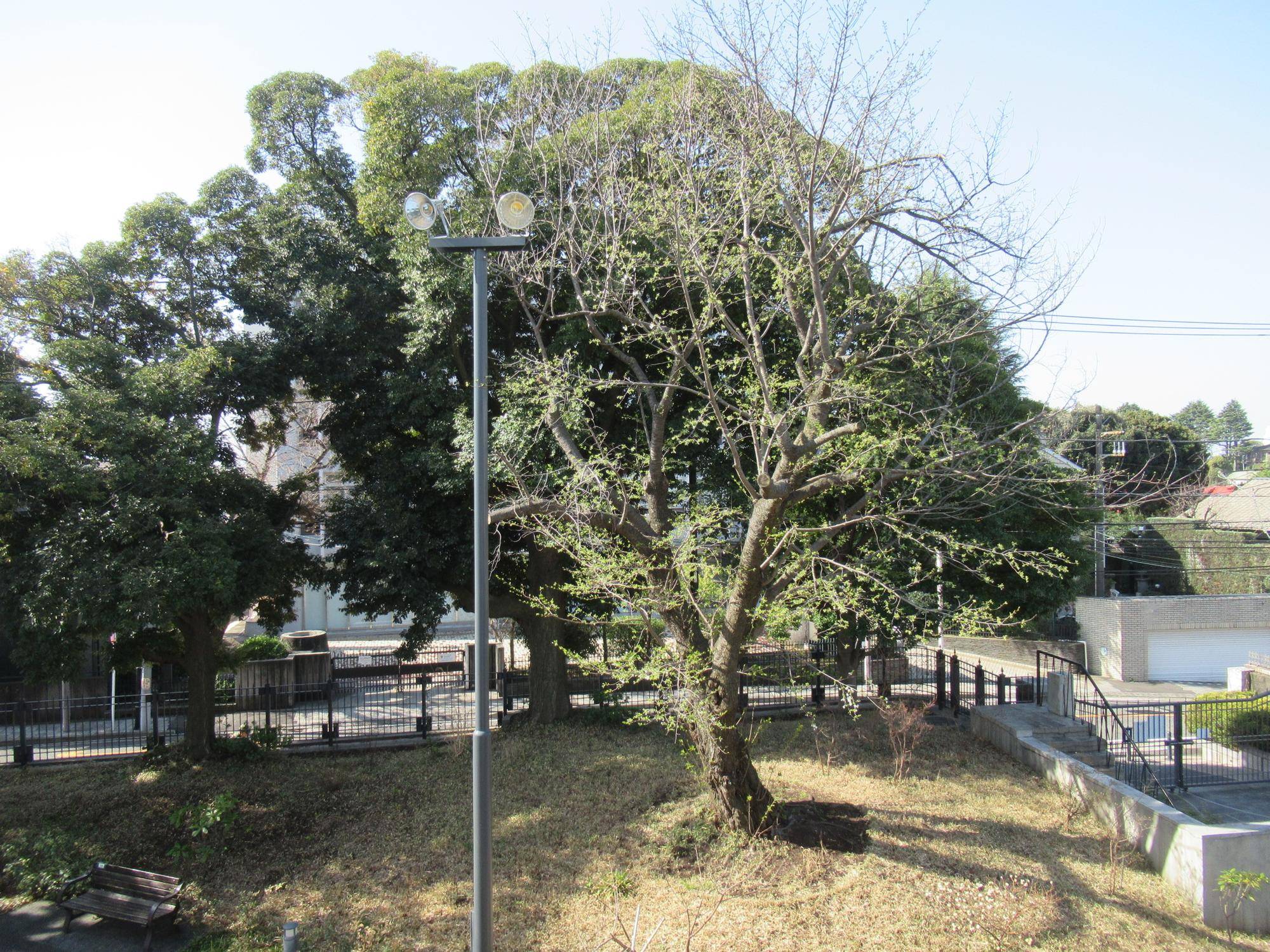 0331【ベーリック】オオシマザクラ (2).JPG