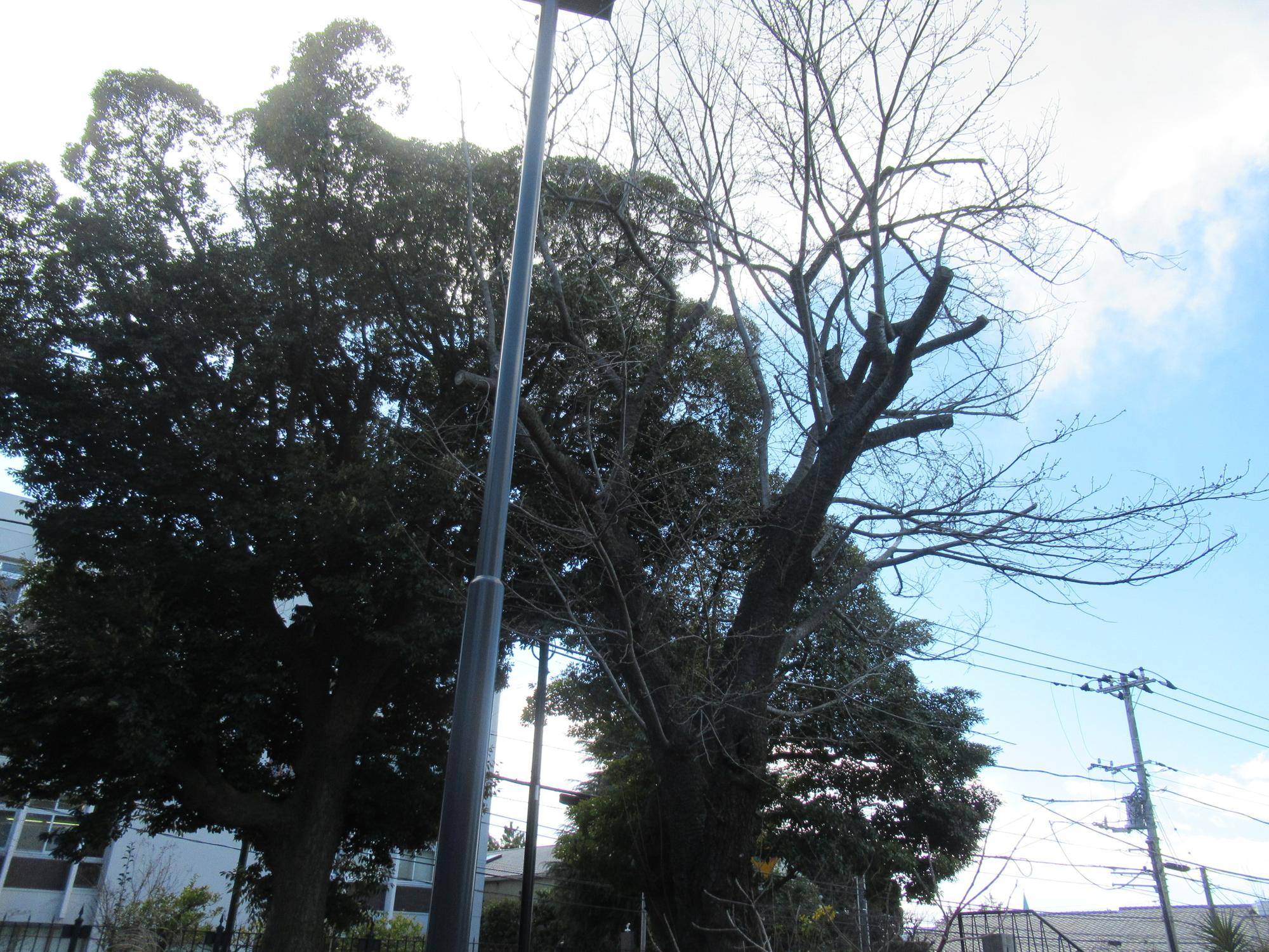 0321【ベーリック】 オオシマザクラ (1).JPG