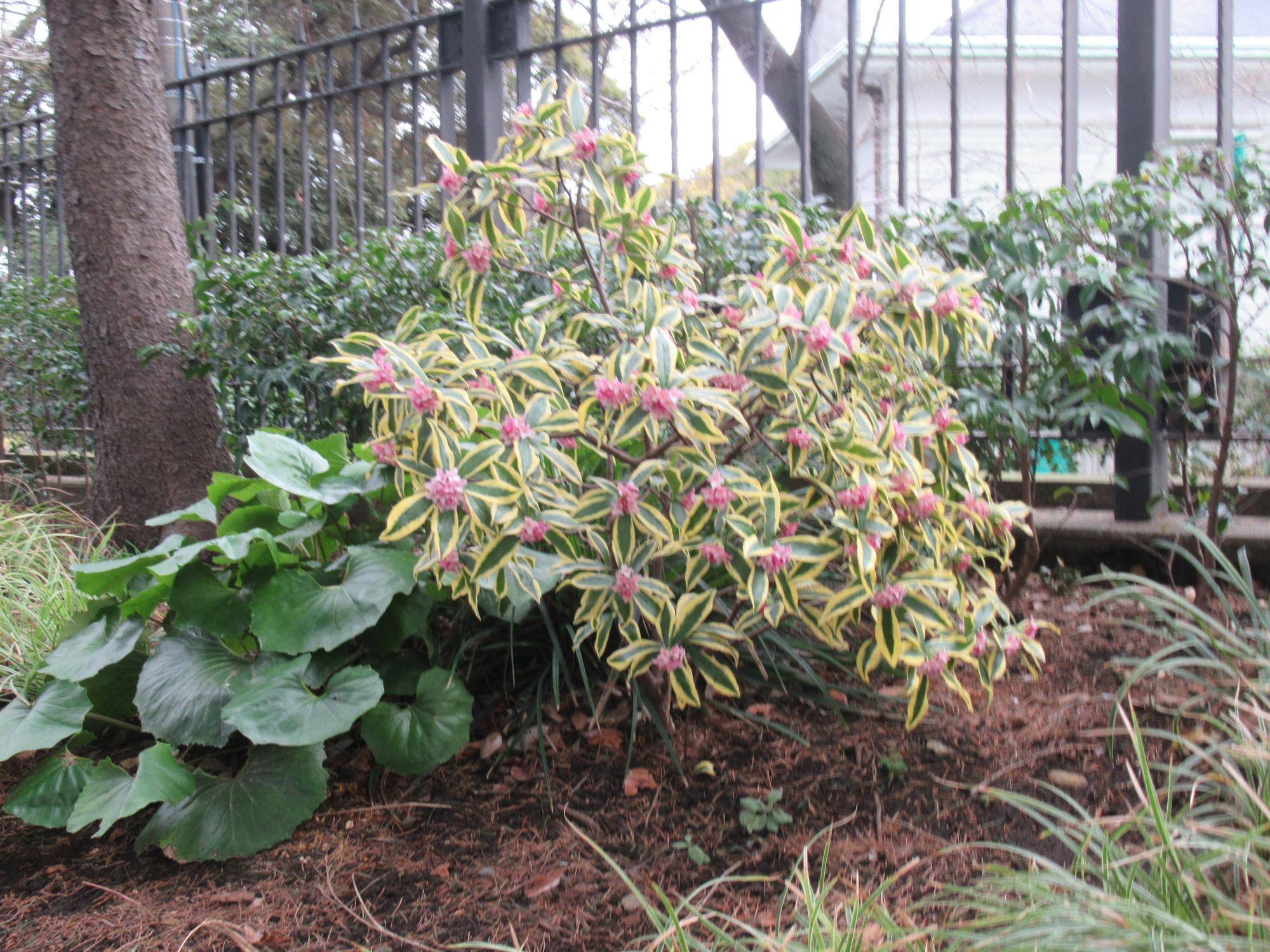 【ベーリック】 葉の縁に黄白色の斑のあるジンチョウゲ.JPG